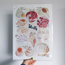 Load image into Gallery viewer, SALE Shells A3 print - Victoria Rose Ball
