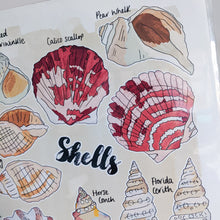 Load image into Gallery viewer, SALE Shells A3 print - Victoria Rose Ball
